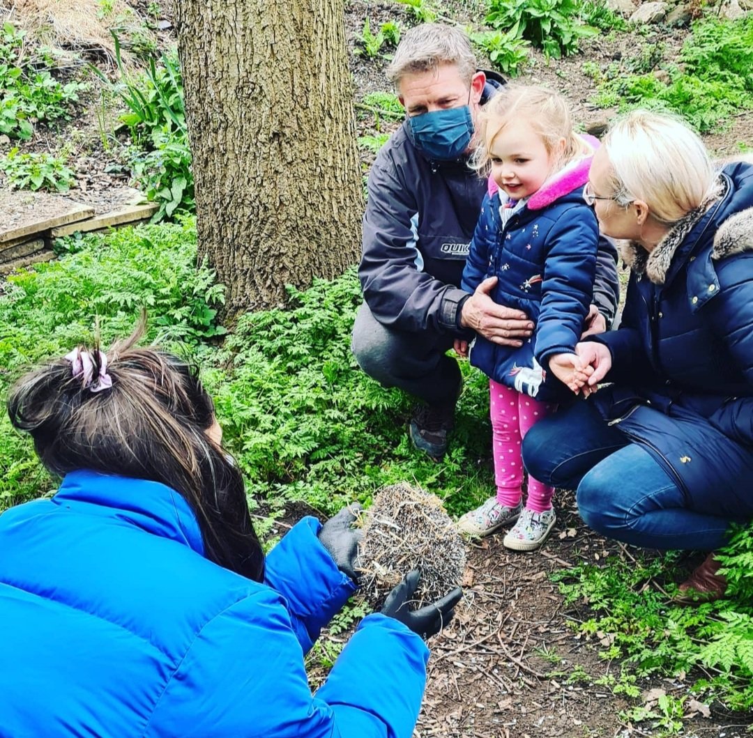 See saw the hedgehog was found by this amazing little girl and her family in the play park .They bought her to us and the story was captured on  @cbbc "my life " which you can catch on  @BBCiPlayer . After months of rehabilitation we contacted  @StratButterfly & they 1 of 2