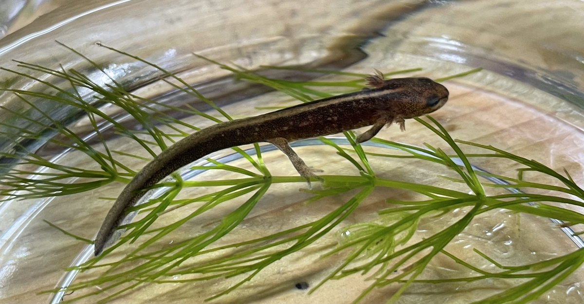 奄美シリケンイモリ