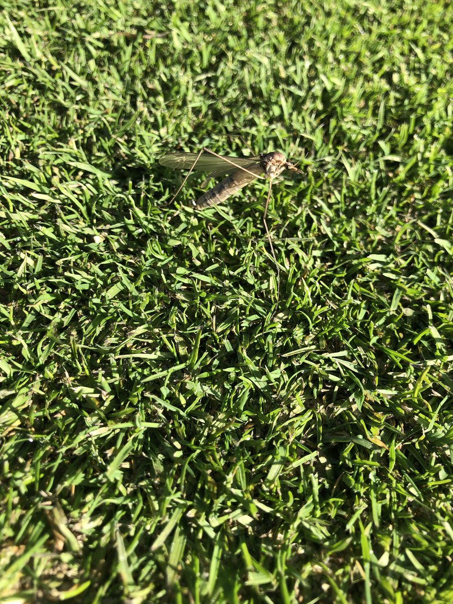 The hatch has begun <a href="/BoundaryLakes/">Boundary Lakes Golf Course</a> 👋 <a href="/GlennKirby/">Glenn Kirby</a> <a href="/SyngentaTurfUK/">Syngenta Turf UK and Ireland</a>