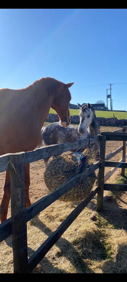 RpRiding's tweet photo. We have a new addition here at #rpriding and one very happy little girl! He's such a poser and loving all the attention! 

#rpriding #poser #newaddition #welshb #welshponies #happygirl #newpony https://t.co/TAKs7IjHNO