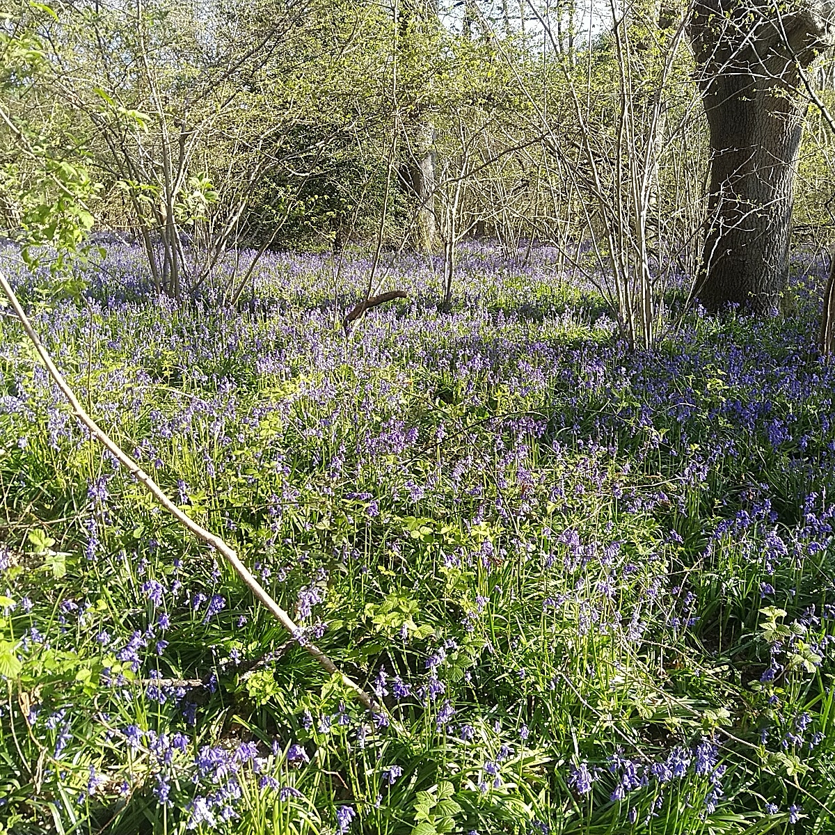 sallysmiff's tweet photo. Bluebells on my run this morning https://t.co/eSgmgbgBON