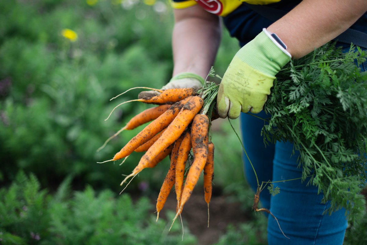 Opleiding voor #moestuincoach staat open voor provincies Zuid-Holland en Noord-Brabant <a href="/IVNNederland/">IVN Natuureducatie</a>. Kijk in de agenda voor het overzicht van de startdata: jonglereneten.nl