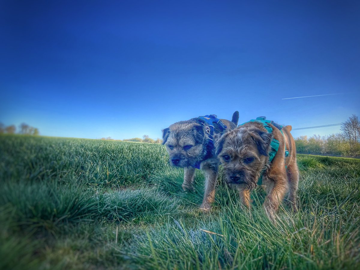 ScrappyN's tweet photo. Gonna be a scorcher today pals, who knew it was Summer in April this year 😍 #ScrappyNelson #dogsoftwitter #ruffwear #frontrangeharness #mydogismy #FridayMotivation https://t.co/ju3M3Fd8os