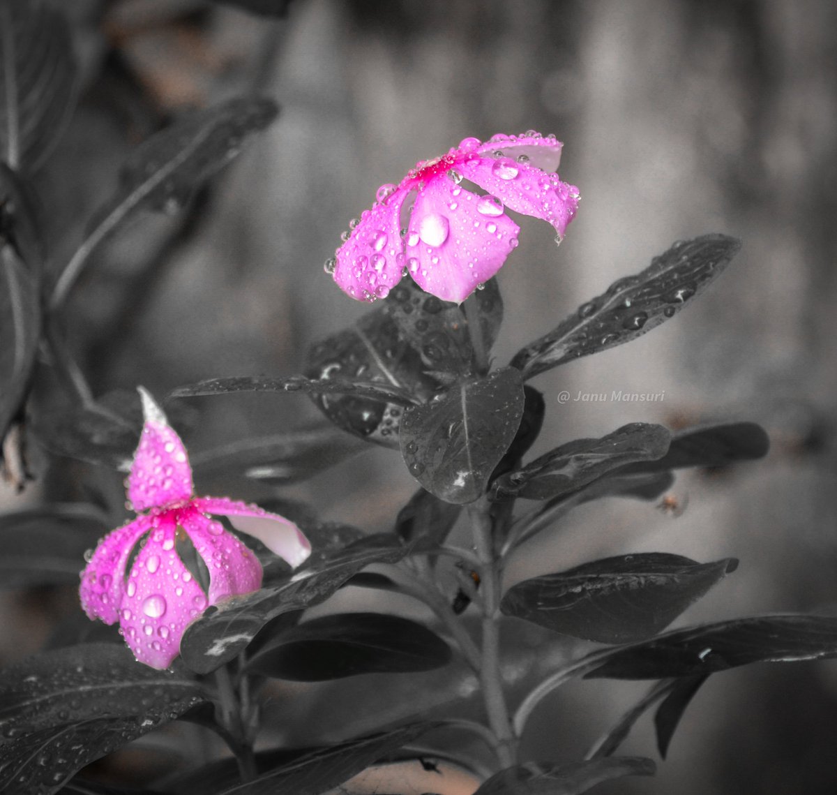 photographar Janu tweet media