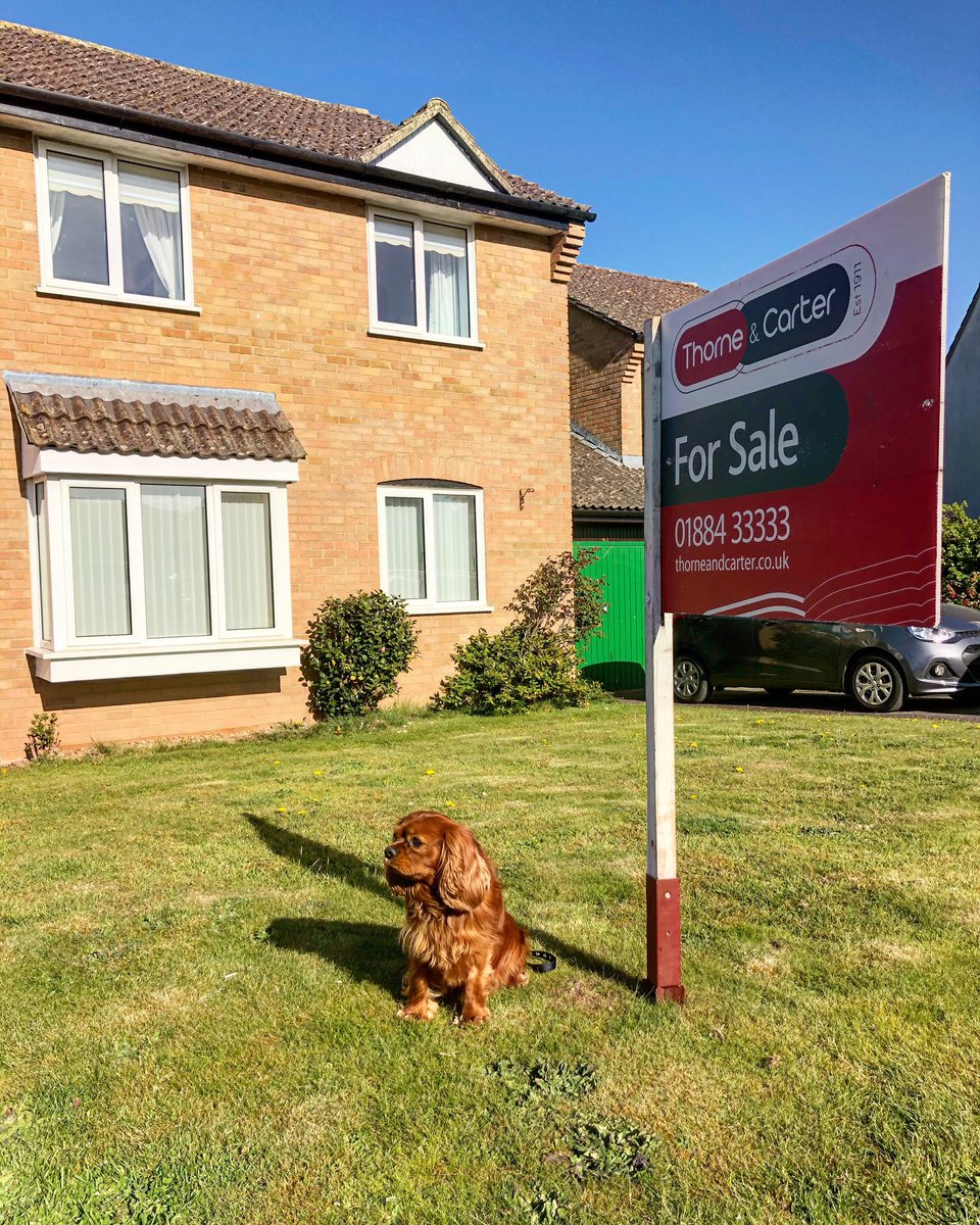The end of another extremely busy week and the sun is shining, Roo is out and about helping us on viewings and loving life. #dogsofinstagram #homesofinstagram #housesofinstagram #eatateagent #familybusiness #proudguildmember #cullompton #devon #dreamhome