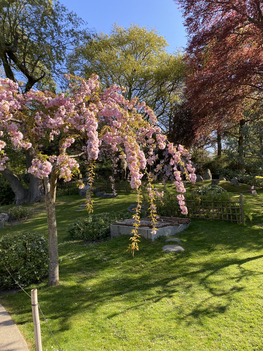 walkin through Holland Park this morning. bloody glorious