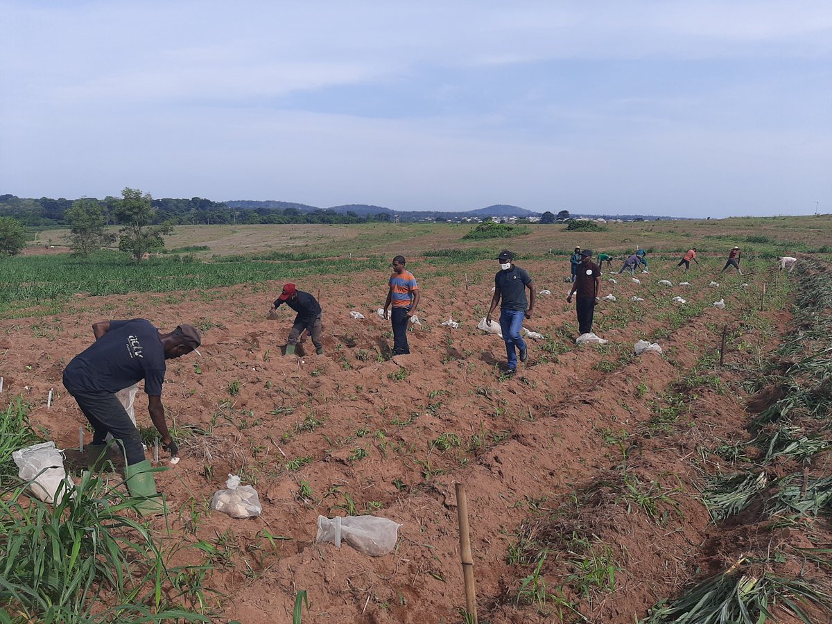 Trial establishment yam <a href="/IITA_CGIAR/">IITA</a>  <a href="/Vishbanda/">Vish</a>