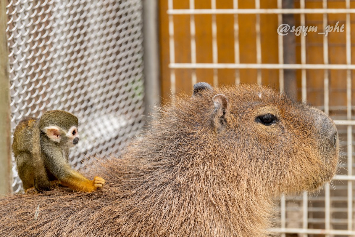 カピバラタクシー