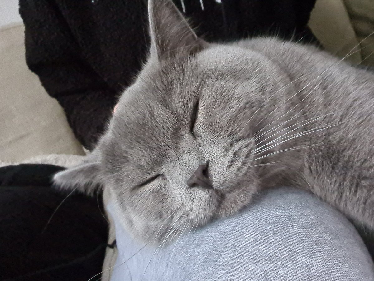 rochellaxy's tweet image. Mijn katerkind zoekt een vriendje. Weet iemand fokkers of nestjes? 
#britsekorthaar