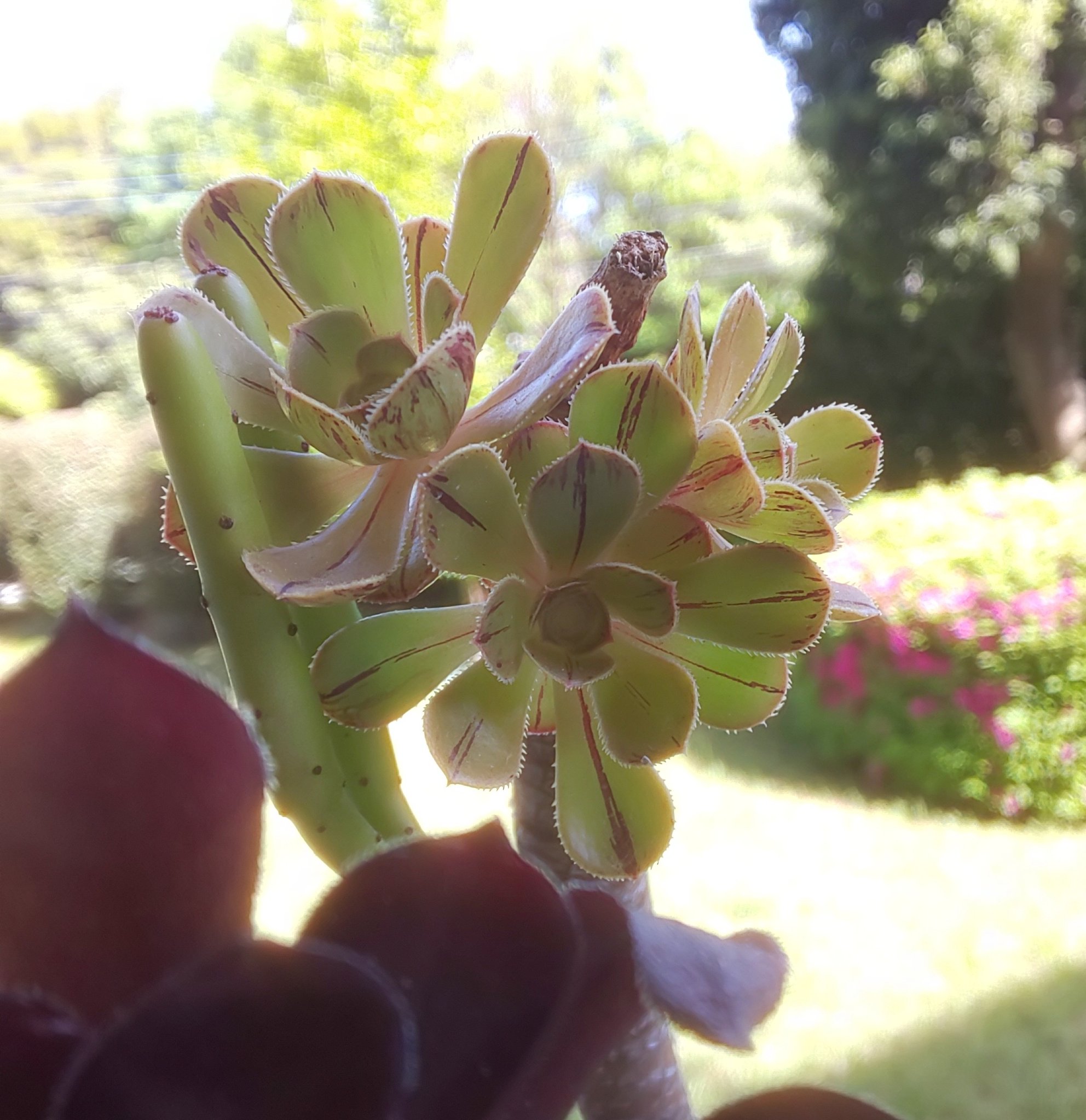 葉ッppy 6 10 26いきものづくし東京 上野 6に 立派な花の咲いたまだら黒法師 よかったら今までのも見てください 葉のない茎から かわいい芽が出てましたが 3つ大きくなってきました ここまでなったら安心かな 花が咲いても 株自体は枯れ