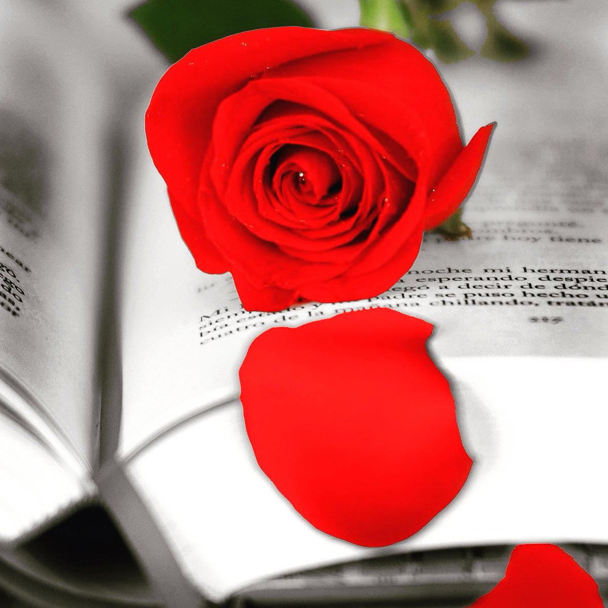 TransmarShip's tweet image. Wish you all a Happy St George's Day!!! Feliz día de San Jordi!!! Bona diada de Sant Jordi!!! #transmarship