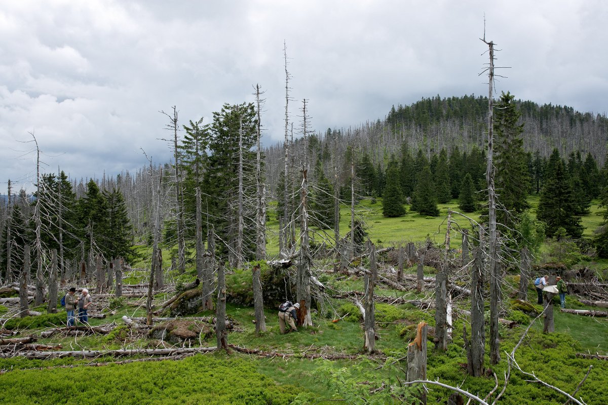 New #preprint on how climate-induced #forestdieback affects #insect #biodiversity:

biorxiv.org/content/10.110…

part of #ClimTree 
#climatechange #metabarcoding 
<a href="/SireLucas/">Lucas Sire</a> 
<a href="/insectsoup/">Douglas Yu @insectsoup@ecoevo.social</a> <a href="/Dynafor_Lab/">Dynafor</a> 
<a href="/INRAE_VDL/">INRAE Val de Loire</a> 
@monaghanlab
<a href="/IRBI_Tours/">IRBI</a>
<a href="/Belmont_Forum/">Belmont Forum</a> <a href="/AgenceRecherche/">ANR - Agence nationale de la recherche</a> <a href="/dfg_public/">DFG public | @dfg_public@wisskomm.social</a>
