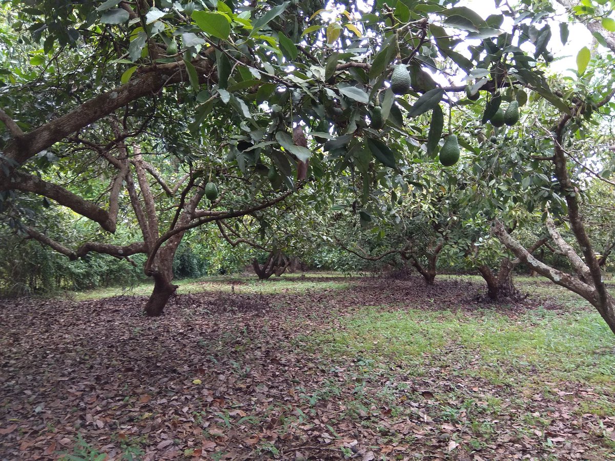 rolexproperties's tweet photo. Camp David Embu Hass Avocados And Farm on Sale 
+254 777 455 060

#Google https://t.co/jSJSHlQtEZ 

#Avocado 
#Kenya 
#Embu 
#Hass 
#Fuerte https://t.co/o8zNDxUQqo