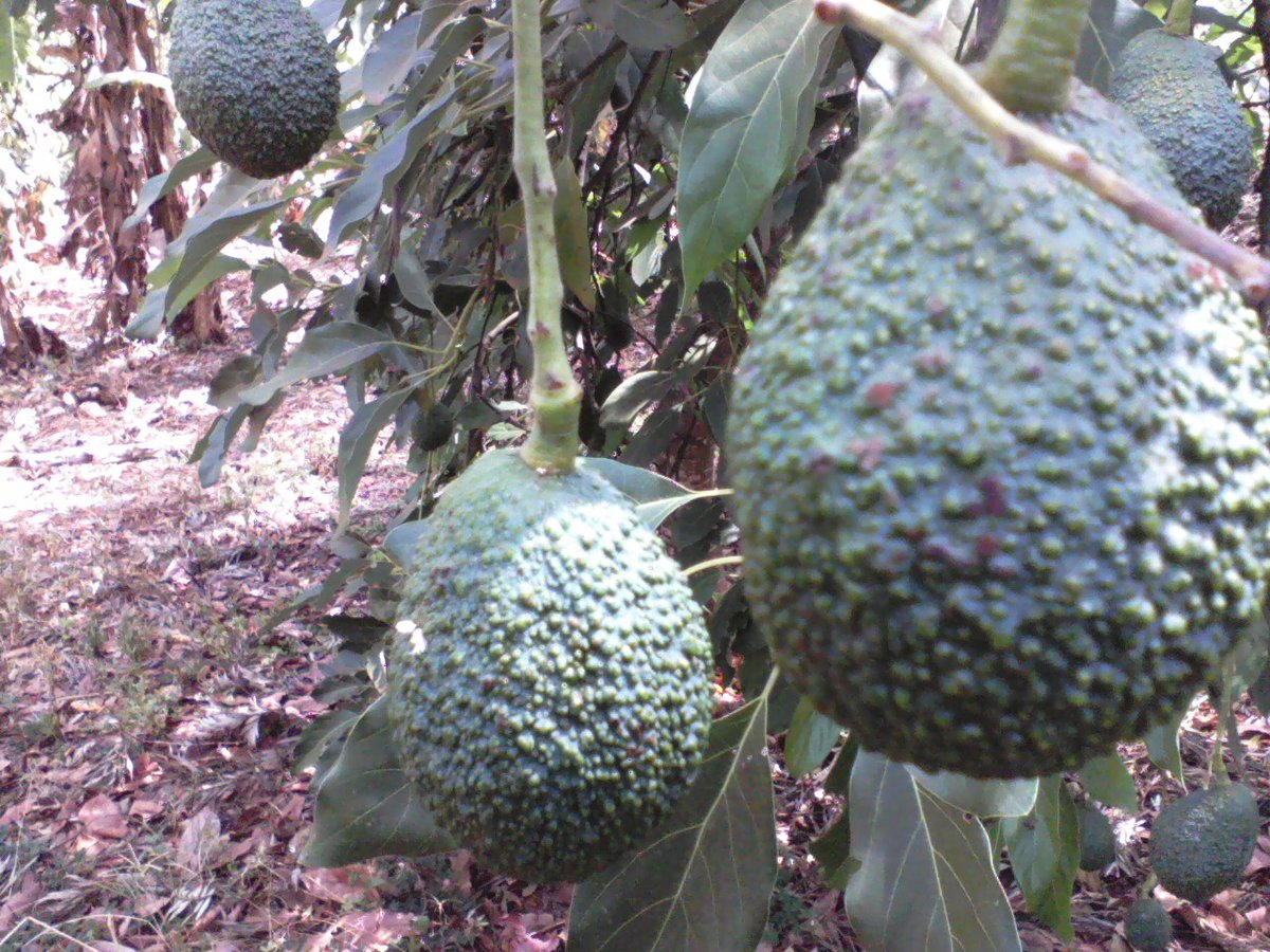 rolexproperties's tweet photo. Camp David Embu Hass Avocados And Farm on Sale 
+254 777 455 060

#Google https://t.co/jSJSHlQtEZ 

#Avocado 
#Kenya 
#Embu 
#Hass 
#Fuerte https://t.co/o8zNDxUQqo