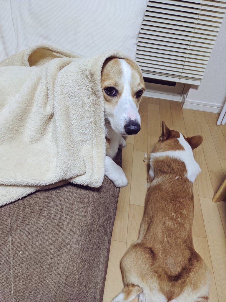 犬が血便に いちごジャムのような便って大丈夫 ワンコとhappy Life
