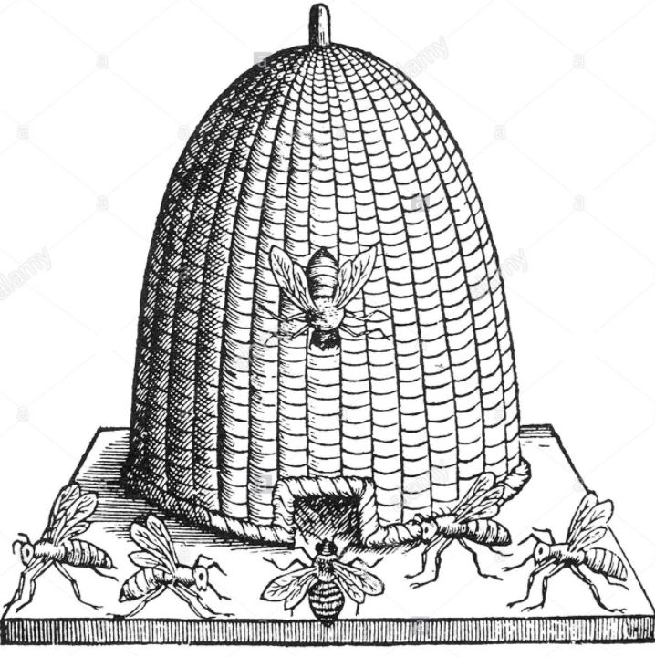 Sue Watling (@suewatling) on Twitter photo Skeps & Hackles is an article I'm drafting about rural beekeeping. Skeps are cone-shaped bee homes woven from straw, grass, rushes etc. and made waterproof by covering with daub (dung+straw) or by weaving a hackle, a bit like a skep umbrella!
<a href="/britishbee/">BBKA</a> <a href="/BkaBev/">Beverley Beekeepers Association</a> <a href="/BeeCraftMag/">BeeCraft</a> Skeps & Hackles is an article I'm drafting about rural beekeeping. Skeps are cone-shaped bee homes woven from straw, grass, rushes etc. and made waterproof by covering with daub (dung+straw) or by weaving a hackle, a bit like a skep umbrella!
<a href="/britishbee/">BBKA</a> <a href="/BkaBev/">Beverley Beekeepers Association</a> <a href="/BeeCraftMag/">BeeCraft</a>