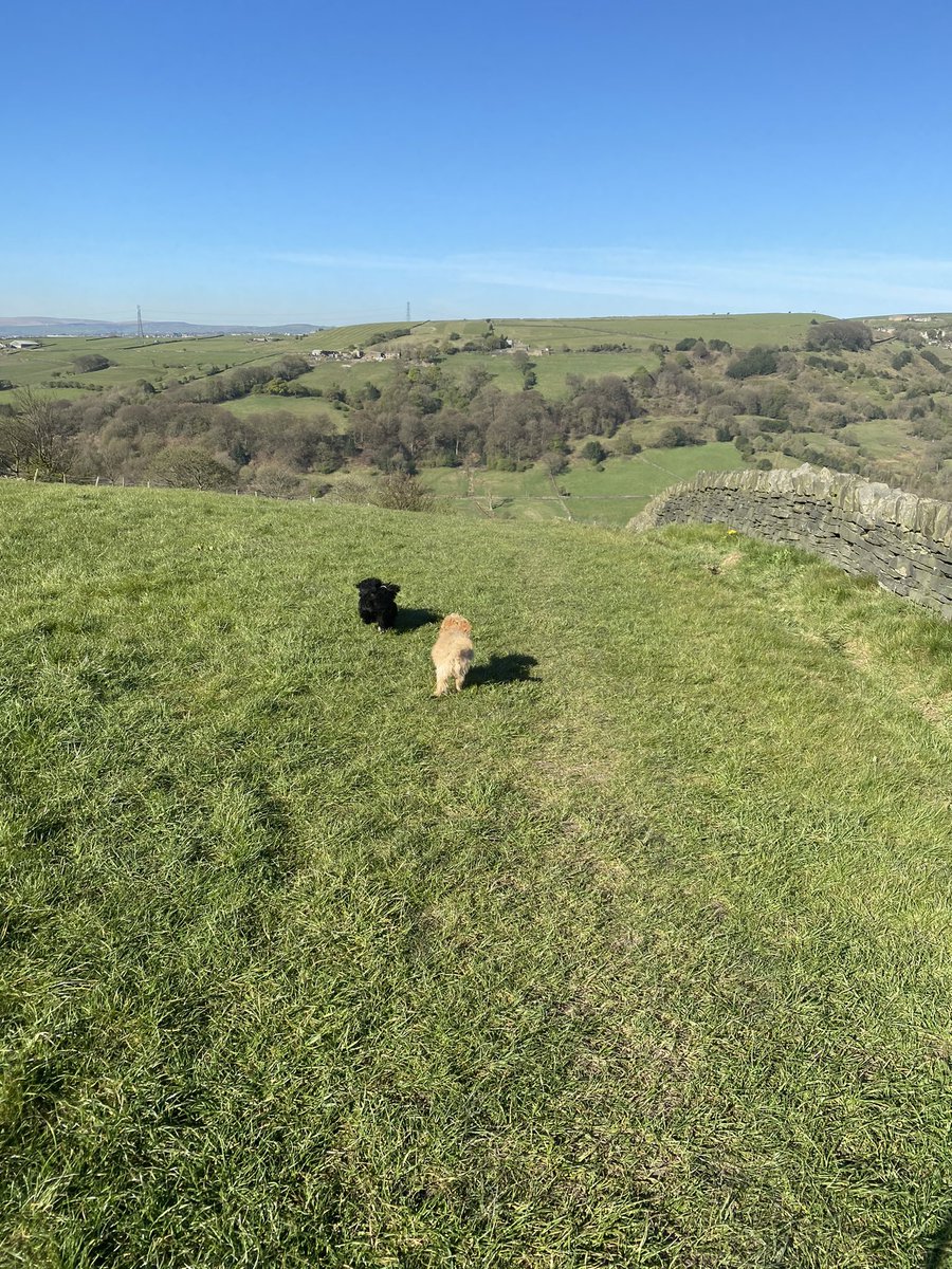A beautiful walk this morning in the sunshine ☀️ 

Love where I live ❤️

#shibdenvalley
#cockapoo