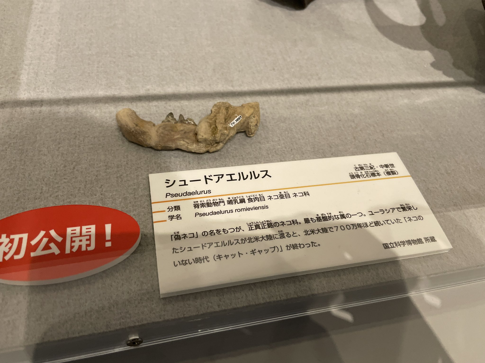 ぬまがさワタリ ゆかいないきもの超図鑑 ３ ８発売 大地のハンター展で見かけた古代ネコのシュードアエルルス 偽ネコ という 意味の名前なのに正真正銘のネコ科だったり ジャコウネコ ネコじゃないとか逆パターンはよくいるが ユーラシアから