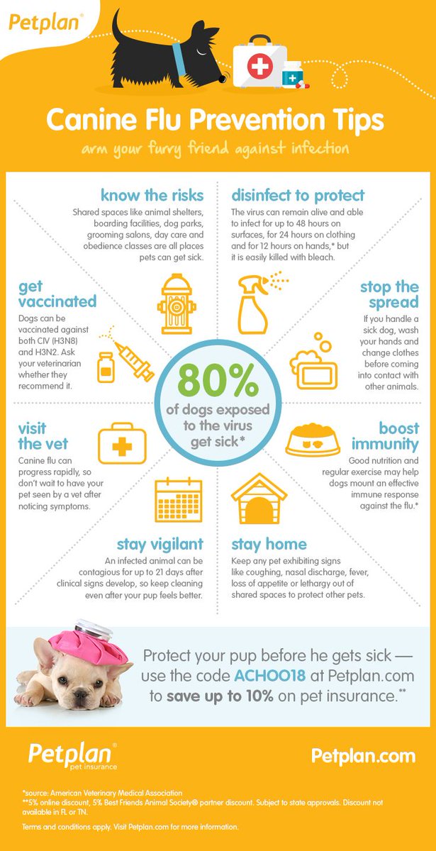 PetMedia9's tweet photo. Some super good tips here for keeping your pets flu free this summer. https://t.co/oYveLK1TyR