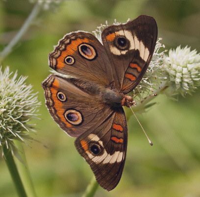 junonia coenia - mary lacroix  #renewannewithane