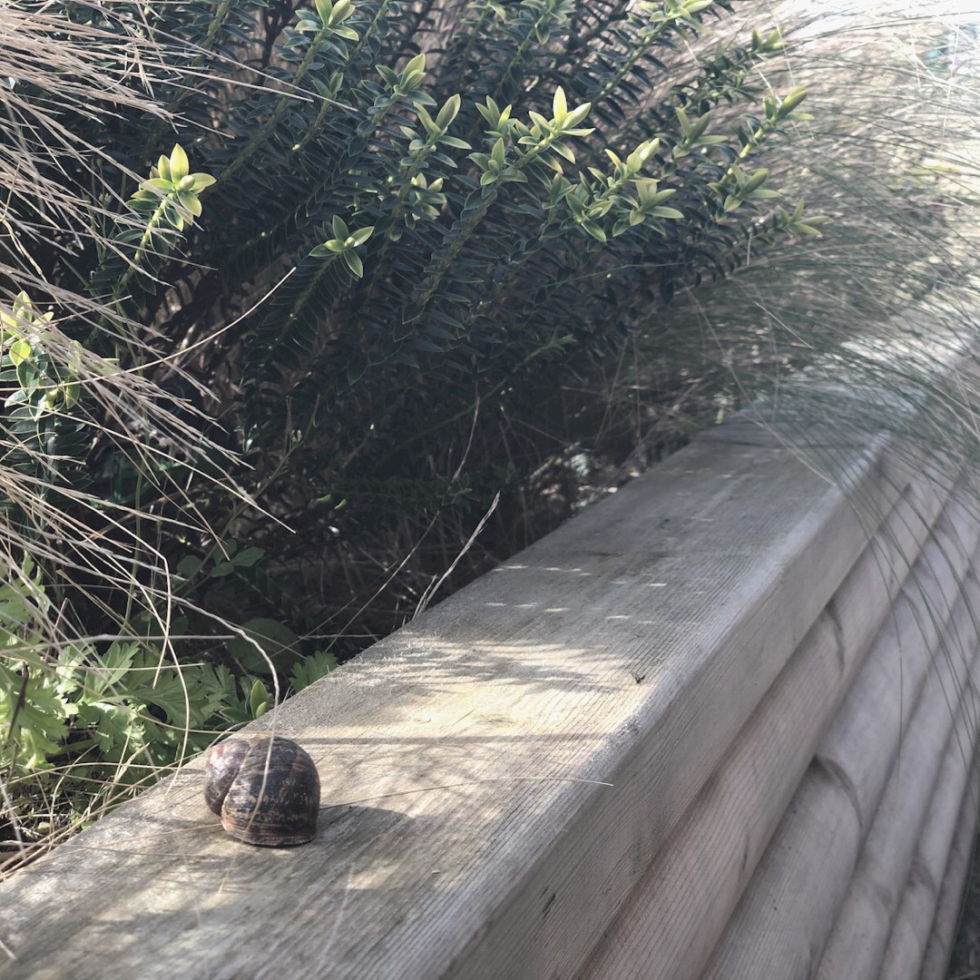 BoothamEYFS's tweet photo. 'Look deep into nature, and then you will understand everything better.' - Albert Einstein

Or maybe just find out that not only does a snail's body have a head, a neck, a visceral hump, and a tail, but also a foot! 

https://t.co/d6MJa4oy4O #BoothamEYFS #EarlyYearsEducation https://t.co/zpRGikEqxD