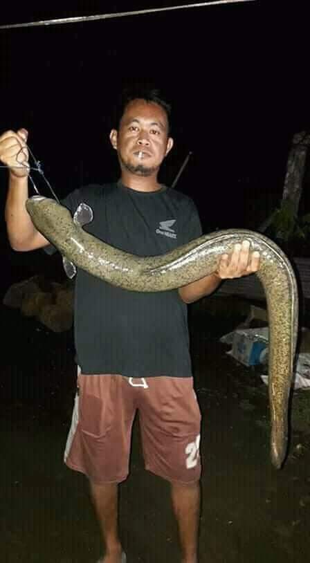 The Monsters River
Eel fish freshwater
From POSO River
#Eel
#fish 
#Fishing
#PalumpuTV
<a href="/revald56/">Palumpu TV</a>