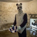 パンダに変装して飼育するスタッフと、背後で覗いてるパンダが可愛すぎるw