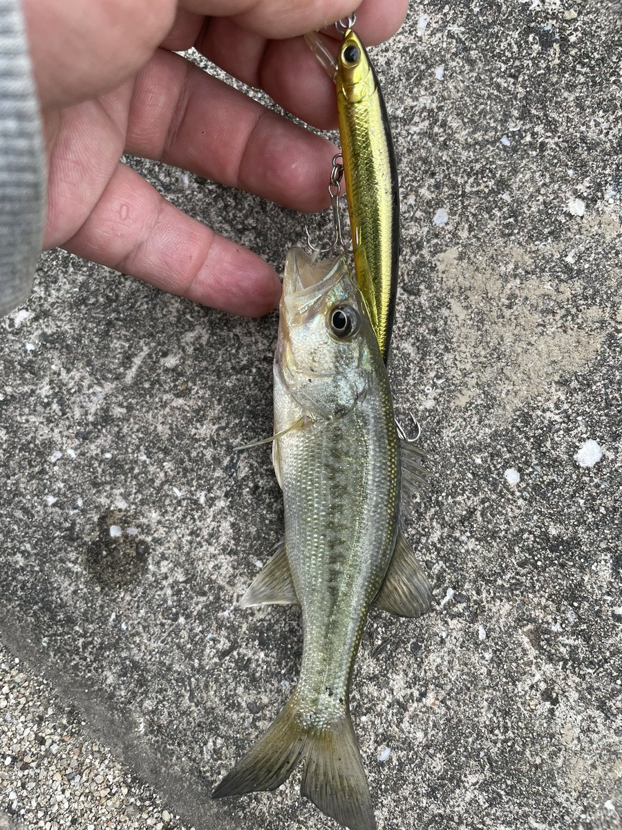 tktk87417403's tweet photo. シゴオワからのオカッパり🎣本日の最大と最小🤣笑笑🤣最小は「なんでや?」って変な笑いでた笑笑 #HB710LL #19アンタレス #ディーパーレンジ8ぶんの3 #フラッシュミノーSP https://t.co/vxPI3AMRmc