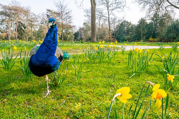 C_Najdovski's tweet photo. #unjourunefleur #fierdeparis
Parc de Bagatelle, ©Romain Duflos https://t.co/queZIGms6M
