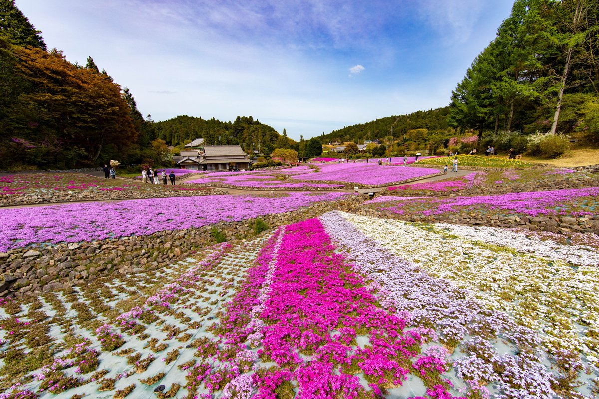 ラウム 今日は三田 永沢寺の花のじゅうたんに行って来ました 関西最大級の芝桜庭園は今が見頃です １億輪シバザクラはいつ見ても圧倒されますね Photography 写真が好きな人と繋がりたい ファインダー越しの私の世界ᅠ Tlを花でいっぱいにしよう