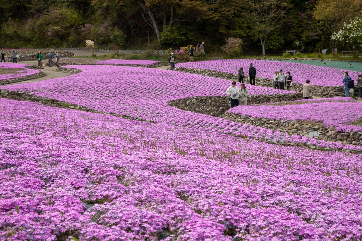 ラウム 今日は三田 永沢寺の花のじゅうたんに行って来ました 関西最大級の芝桜庭園は今が見頃です 1億輪シバザクラはいつ見ても圧倒されますね Photography 写真が好きな人と繋がりたい ファインダー越しの私の世界ᅠ Tlを花でいっぱいにしよう ラウム 今日は三田 永沢寺の花のじゅうたんに行って来ました 関西最大級の芝桜庭園は今が見頃です 1億輪シバザクラはいつ見ても圧倒されますね Photography 写真が好きな人と繋がりたい ファインダー越しの私の世界ᅠ Tlを花でいっぱいにしよう