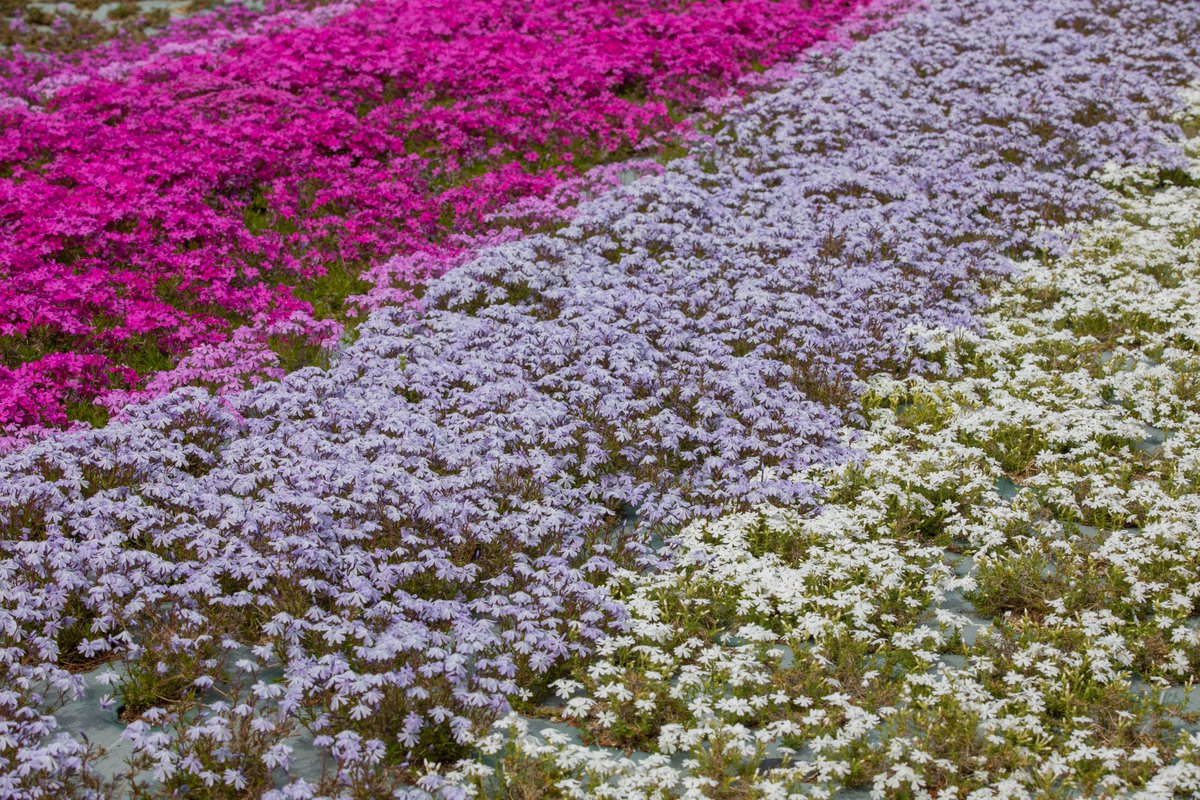 ラウム 今日は三田 永沢寺の花のじゅうたんに行って来ました 関西最大級の芝桜庭園は今が見頃です １億輪シバザクラはいつ見ても圧倒されますね Photography 写真が好きな人と繋がりたい ファインダー越しの私の世界ᅠ Tlを花でいっぱいにしよう