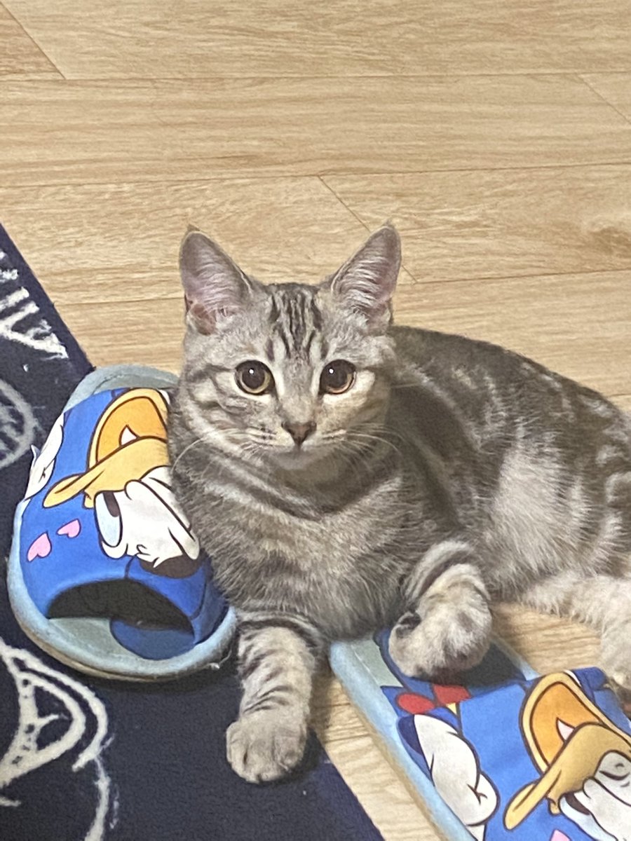 はなこ たらこ 猫探してます 2時間ほど前にアパート3階の窓から脱走してしまいました 場所は東京都足立区の五反野駅 西綾瀬2丁目周辺です 猫の名前はたらこ マンチカンとスコティッシュのハーフです 1歳になったばかりのメスになります 迷い猫 はなこ たらこ 猫探してます 2時間ほど前にアパート3階の窓から脱走してしまいました 場所は東京都足立区の五反野駅 西綾瀬2丁目周辺です 猫の名前はたらこ マンチカンとスコティッシュのハーフです 1歳になったばかりのメスになります 迷い猫