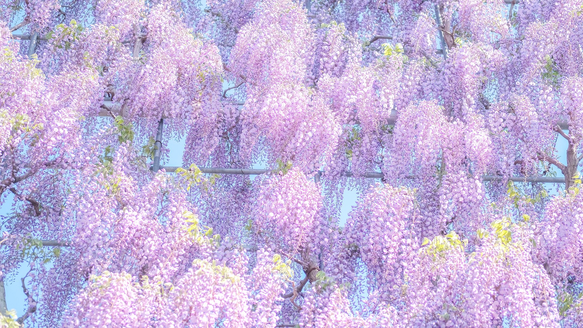 ୨୧ Aura Kitsune ୨୧ Auraarts0 Twitter