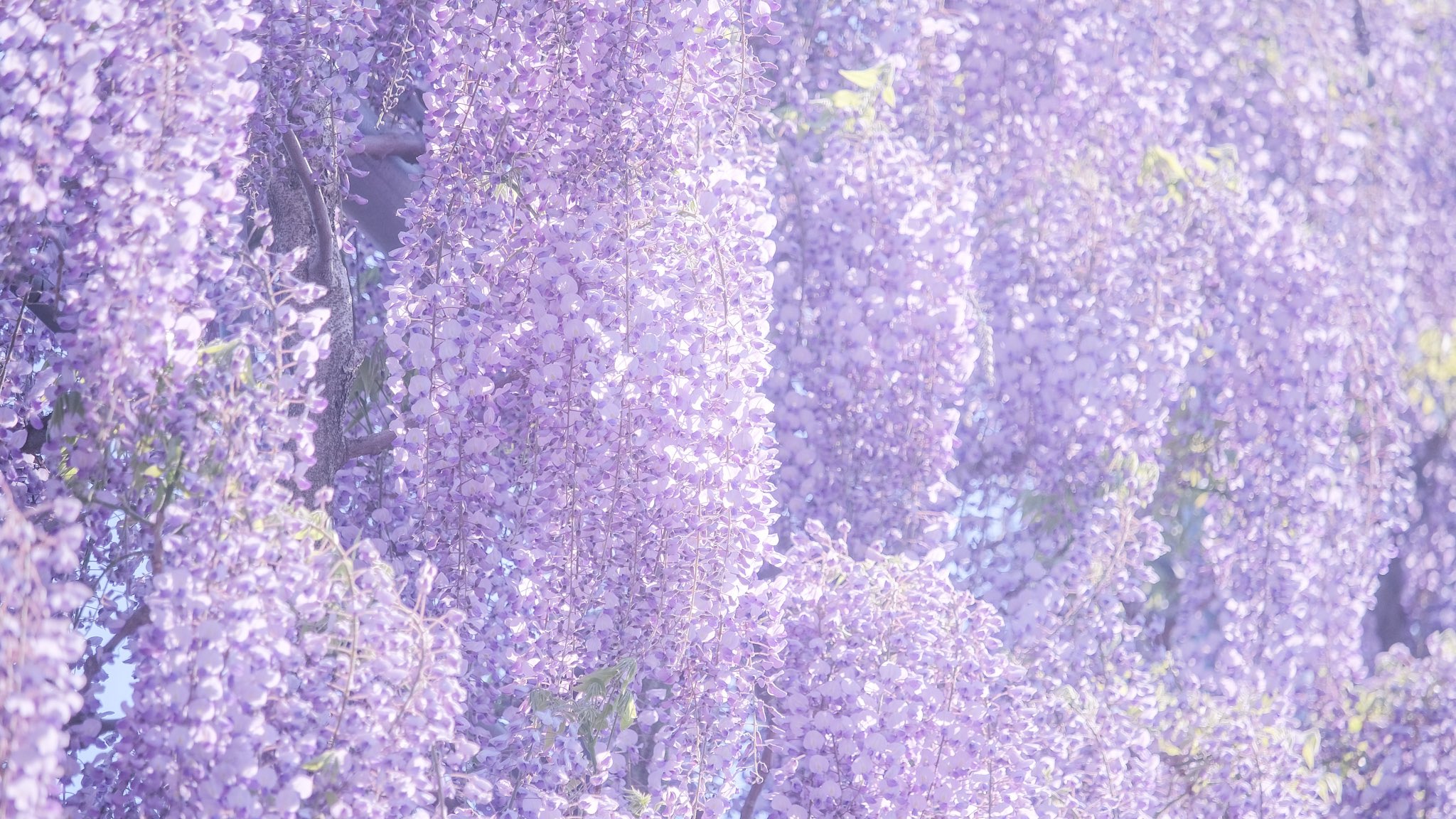 ୨୧ Aura Kitsune ୨୧ Auraarts0 Twitter