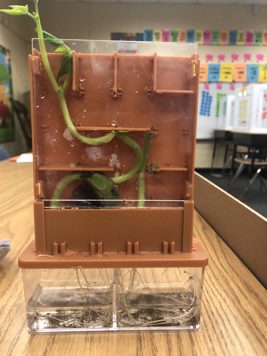 Grade5Fun's tweet image. If this plant can make it through- SO CAN WE! #fifthgrade #teachertwitter #science @Diplomat_Elem
