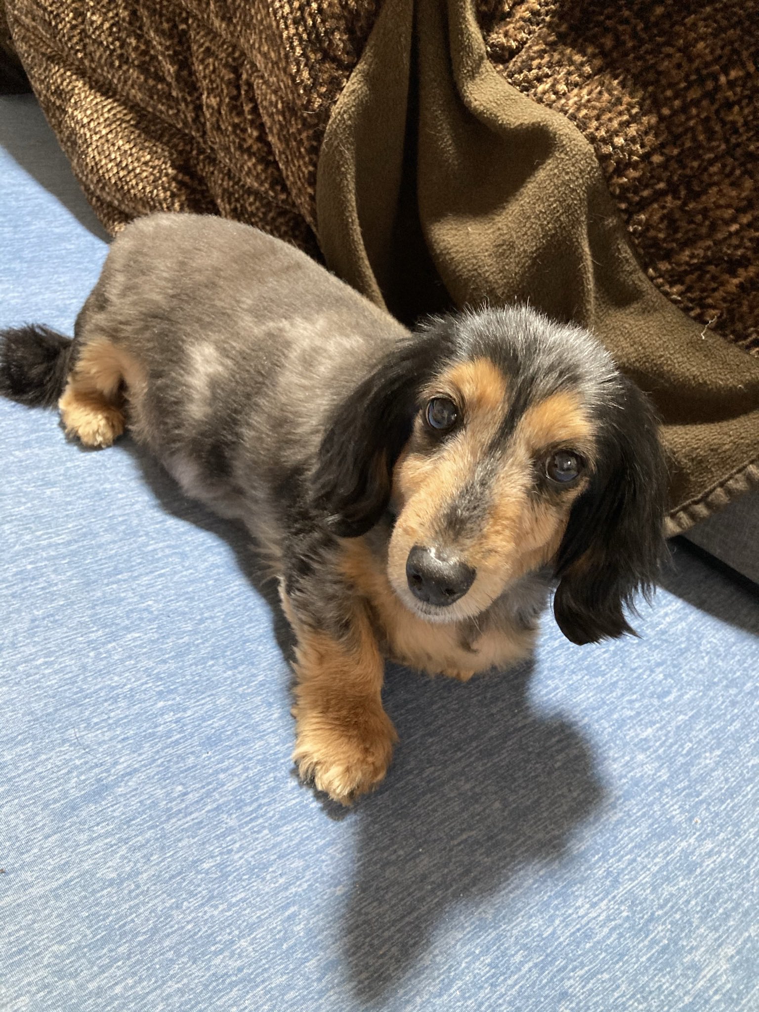 تويتر 株式会社laings ライング على تويتر 酸素濃縮器をレンタルして頂いた 猫ちゃんのもう1人の家族で 珍しいお色の ミニチュアダックスちゃん カメラ目線頂きました Laings 大阪 酸素濃縮器レンタル 犬好きさんと繋がりたい 動物 動物好きな人と繋がり