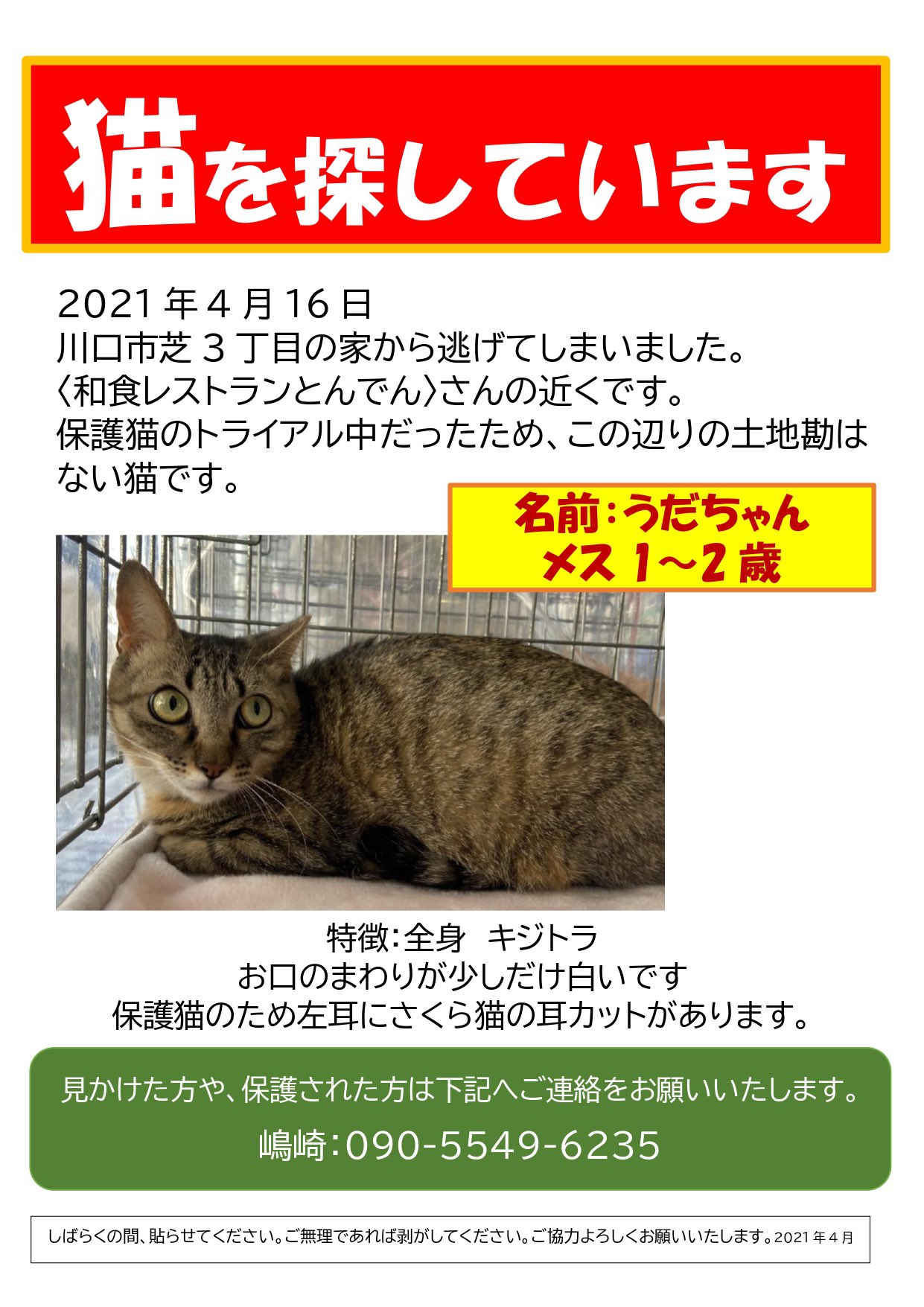 里親の会 川口 猫を探しています 4月16日に川口市芝3丁目の家から トライアル中の猫が脱走してしまいました 和風レストランとんでんの近くです 全身キジトラのメス猫 口の周りが少し白いのが特徴 左耳に耳カットの印があります お名前はうだちゃん