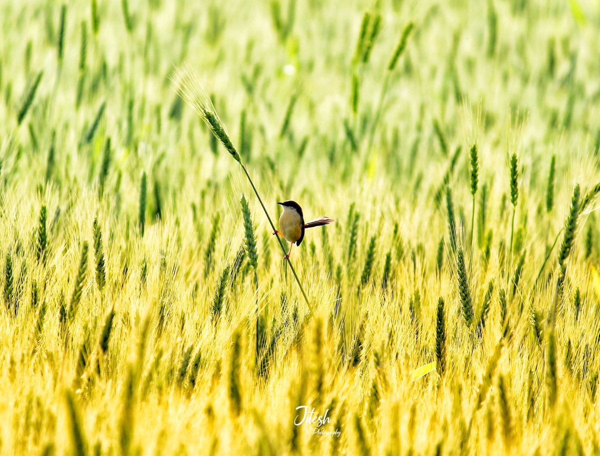 Sun Kissed😊☺🌿

#Bird#birds_illife#birds_fans#birdsonearth#birdphotography#birdsofinstagram#birdsofindia#birds_captures#wheat#wheatplant#nature#nature_perfection#naturecolors#suncolors#naturegeography#natgeobirds#natgeowildlife#canon#canonphotography_official#uttrakhand#india