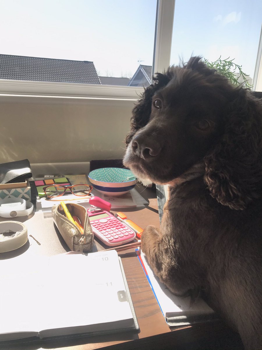 smithsarahbell1's tweet photo. Don’t think Toby wants me to do anymore work today! 🤷🏻‍♀️ #TUdietetics https://t.co/5aYxBxoOTQ