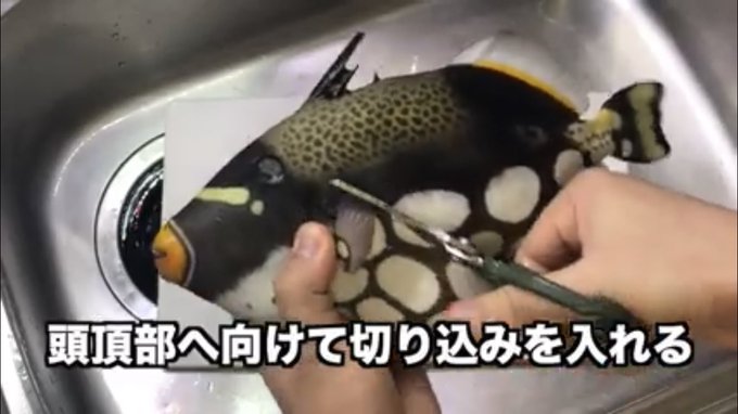 カワハギの煮付けの基本レシピ さばき方や下処理の仕方もチェック お食事ウェブマガジン グルメノート