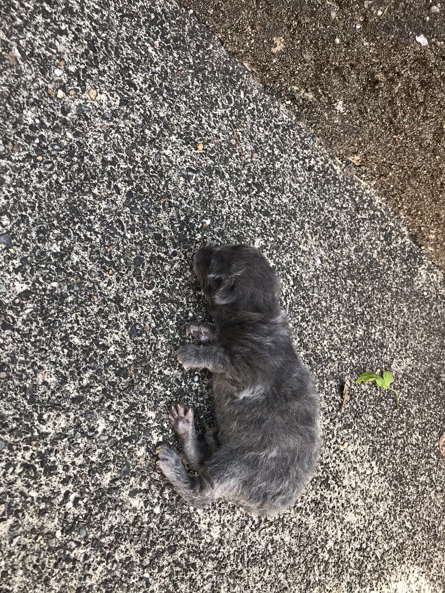 pet7584's tweet photo. 名古屋に移り住んでもうすぐ５年。
そして戸建てに住んでもうすぐ３年。

餌やりさんはご近所にいるし、野良猫多いなとは思ってましたが、まさか家の前に子猫落ちてる事案が本当に発生するとは思ってもみませんでした。 https://t.co/pGnuIeTCrq