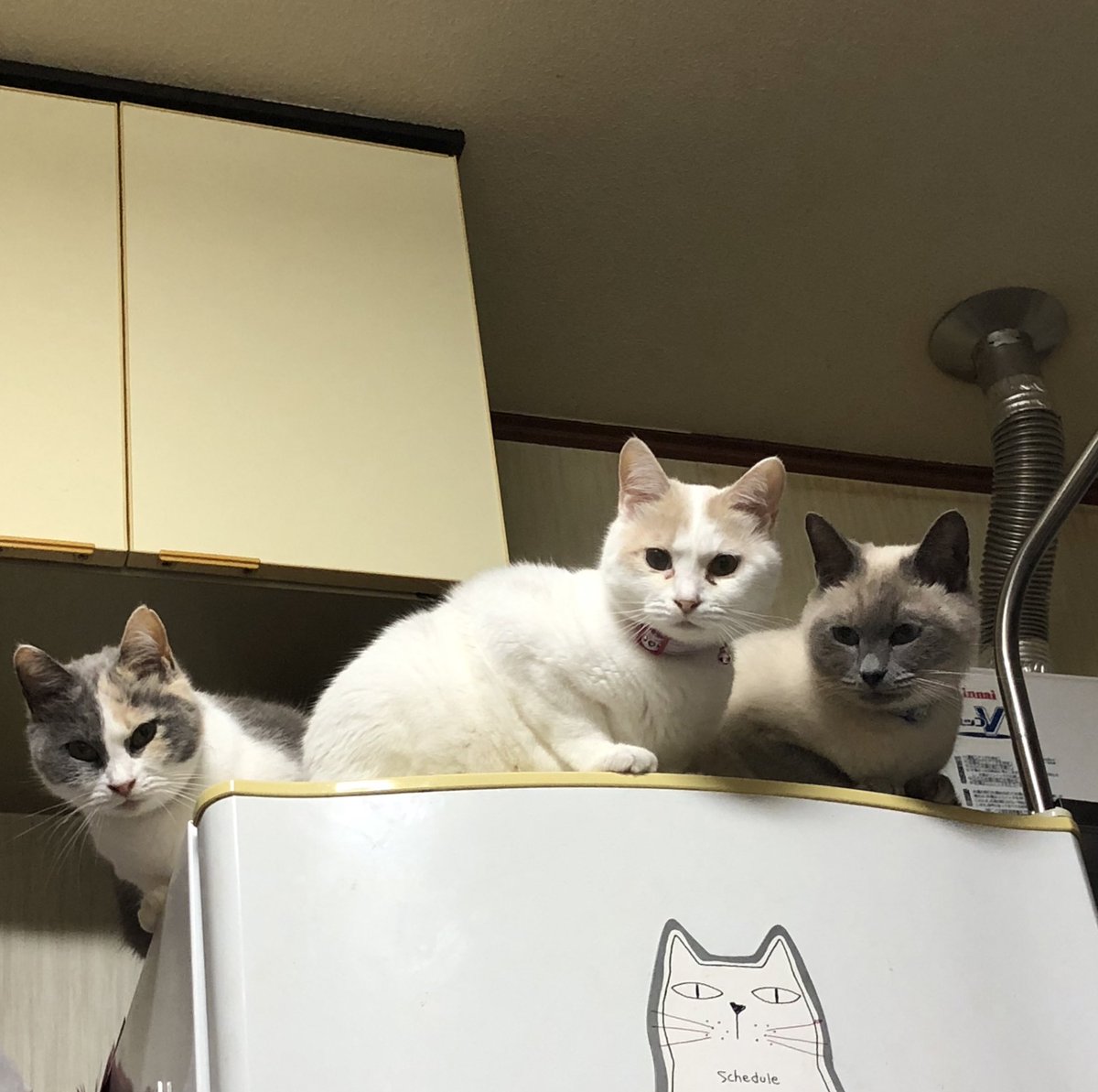 b_sei7's tweet photo. 私が味噌汁こぼして騒いでたのは悪かったけど全員同じところに避難しなくても🤣笑 https://t.co/75HDKnzcr7