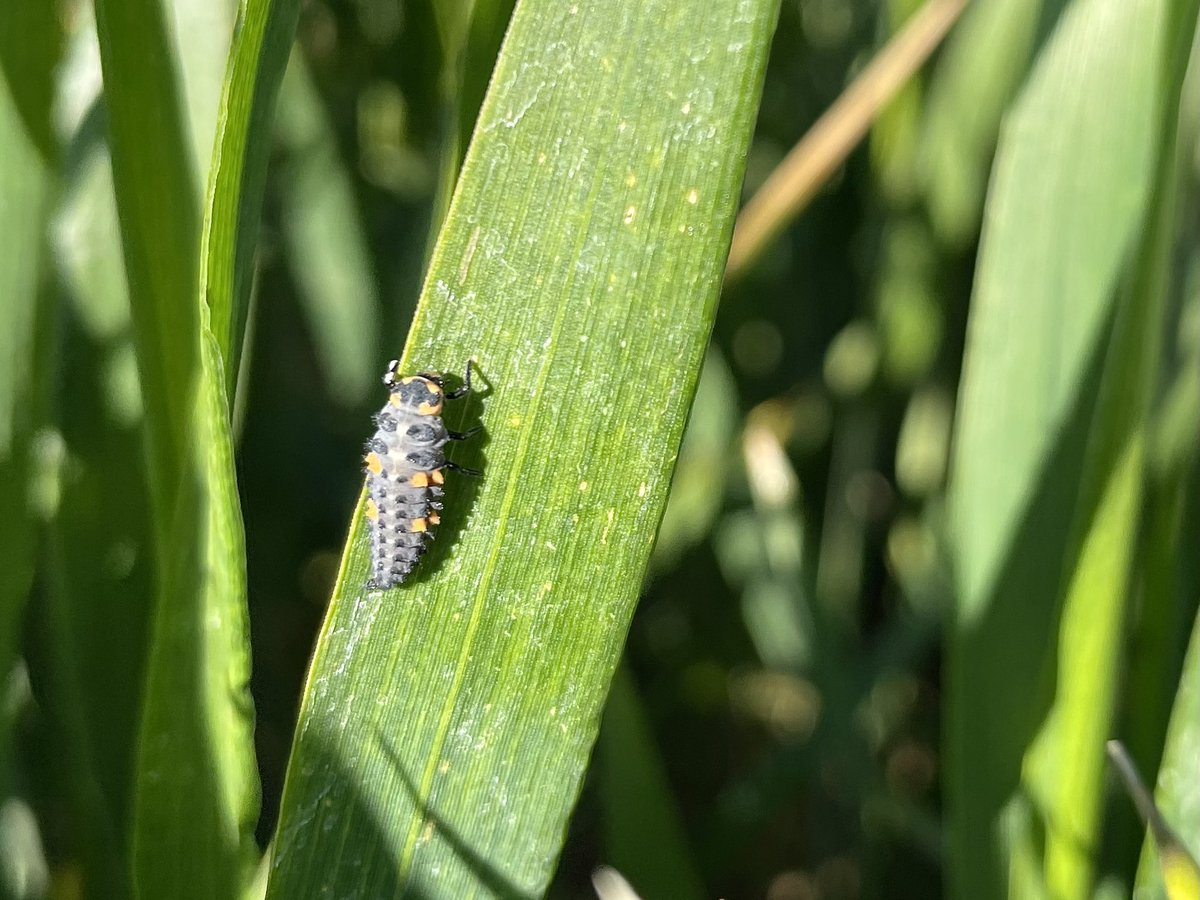 Les larves de coccinelles sont enfin de la partie 🐛🐞 On espère qu’elles ont très faim car il y a de quoi manger dans les blés 😅 pucerons à volonté au menu 😬#arvalis #agriculture #coccinelle #larve #ble #bledur #biodiversité
