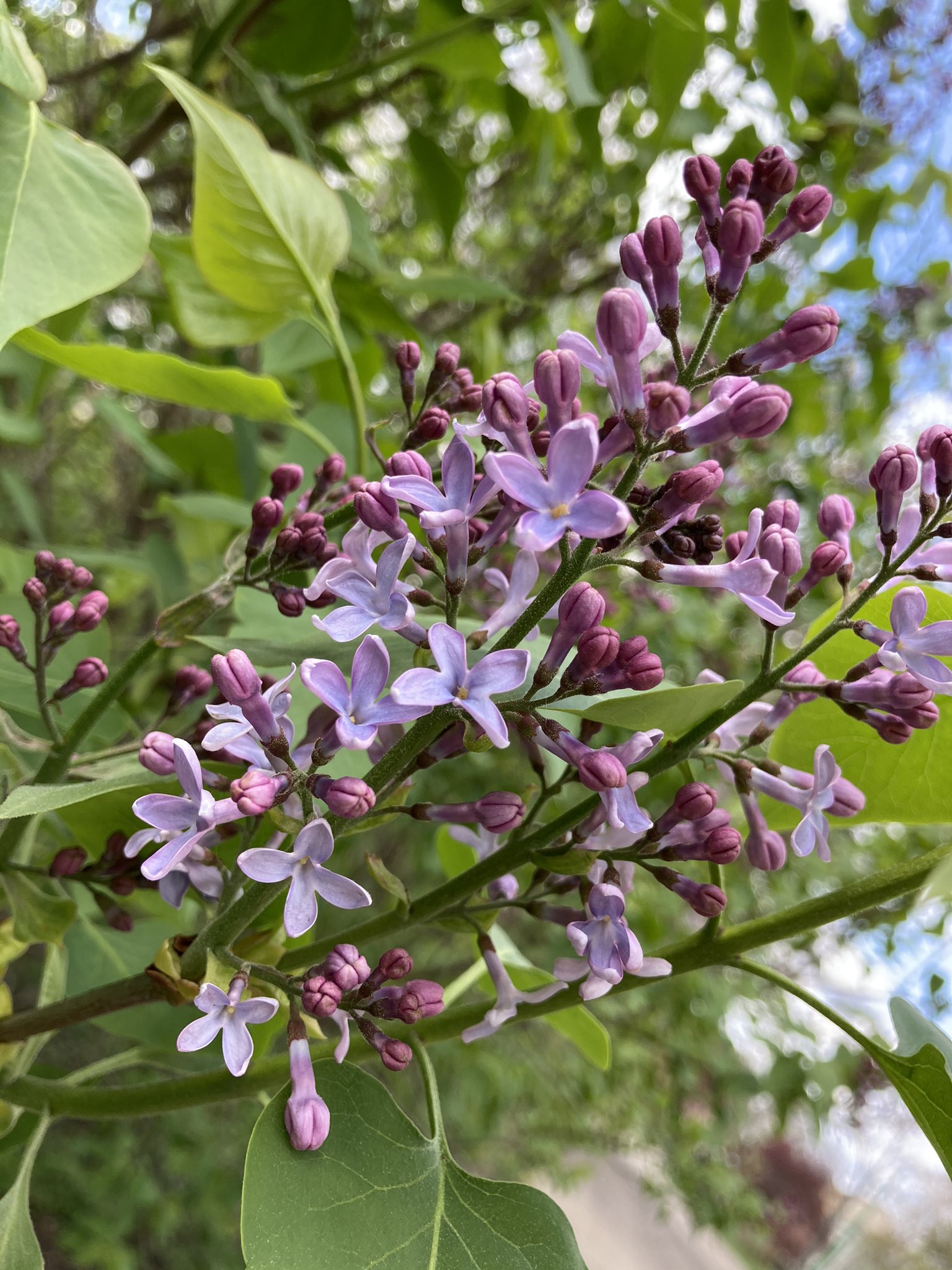La La La Miyuki らららみゆき オーストリア ウィーン Tlを花でいっぱいにしよう ライラックの花 が そろそろ開花してきました ドイツ語の名前は Flieder フリーダー とても香りが良いんですよね T Co Q2q2fexbg1 Twitter