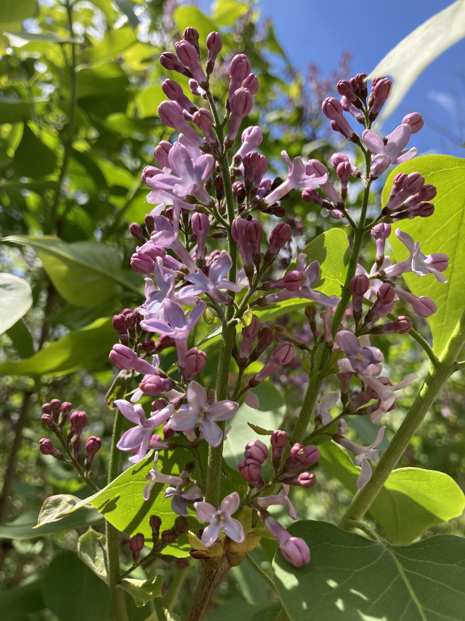 La La La Miyuki らららみゆき オーストリア ウィーン Tlを花でいっぱいにしよう ライラックの花 が そろそろ開花してきました ドイツ語の名前は Flieder フリーダー とても香りが良いんですよね T Co Q2q2fexbg1 Twitter