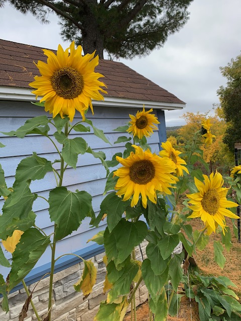 Margo Sheppard tweet media