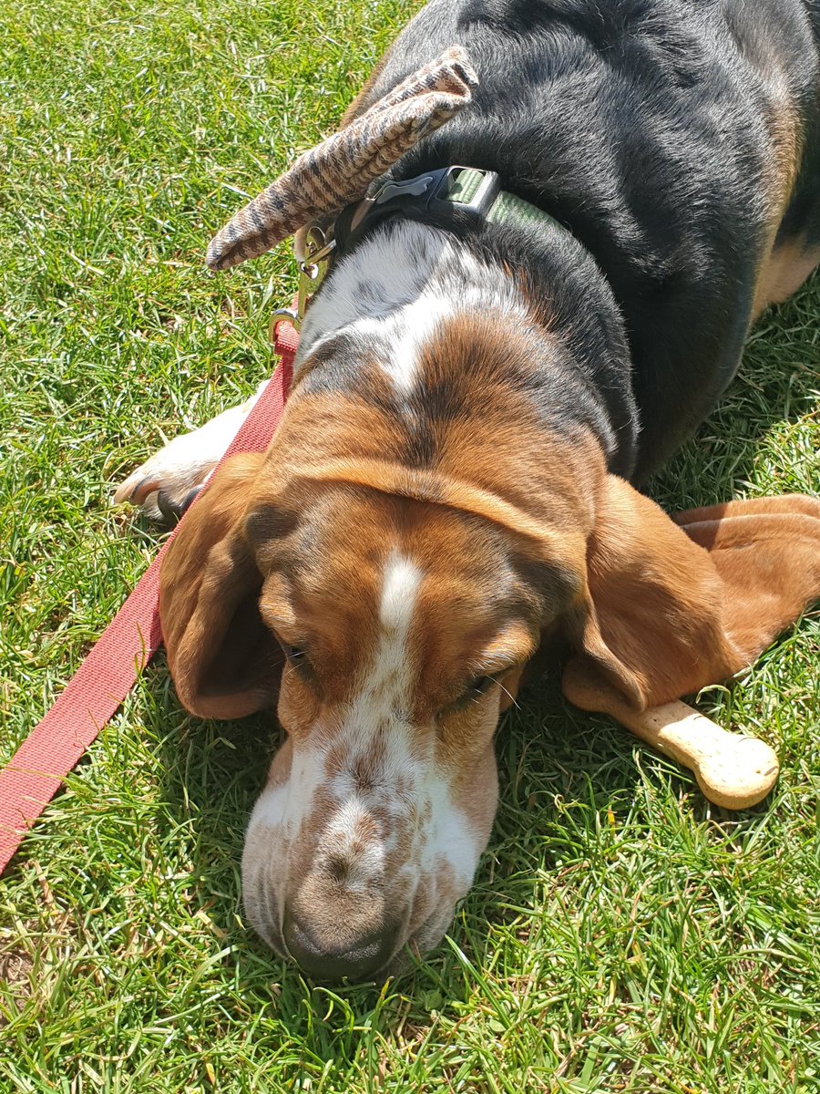Snooze before snack time #bassetlife