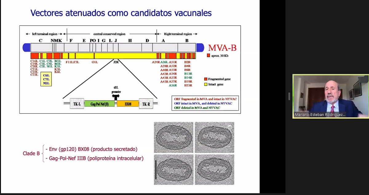 EASPsalud's tweet photo. "Inmune, eficaz y duradera es el objetivo de una vacuna. La vacuna española se basa en vectores atenuados, como lo fue la vacuna de la viruela" Lo explica el Dr. Mariano Esteban Jefe del Grupo Poxvirus y Vacunas de @CNB_CSIC, hoy en #EASPvirtual
#Ductor https://t.co/qq0k0gS3h7