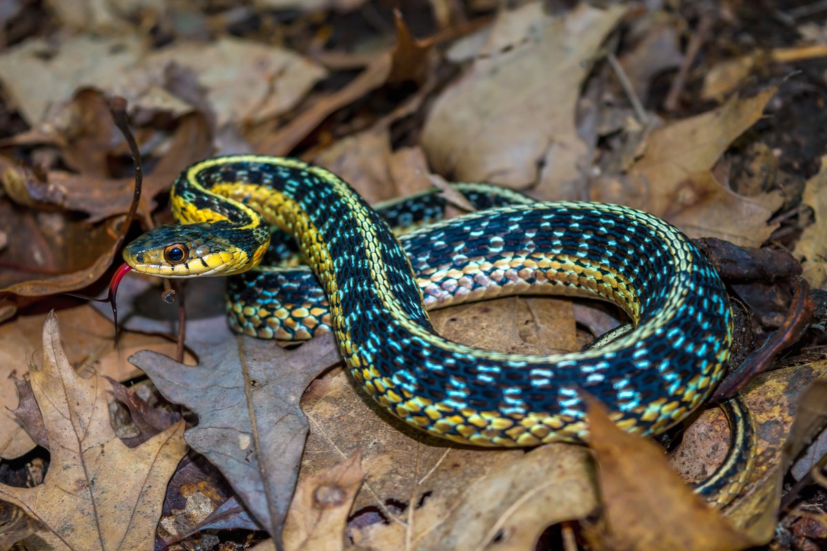 vioreldpopescu's tweet photo. @weekly_wildlife Ryan Wagner (Wildlife and Conservation '20) found that #snake roadkill hotspots in Ohio are predicted by traffic levels and landscape composition and configuration (lots of forest edge = more roadkill)

https://t.co/iwvgXzFfxm https://t.co/lgZJNbcRDy